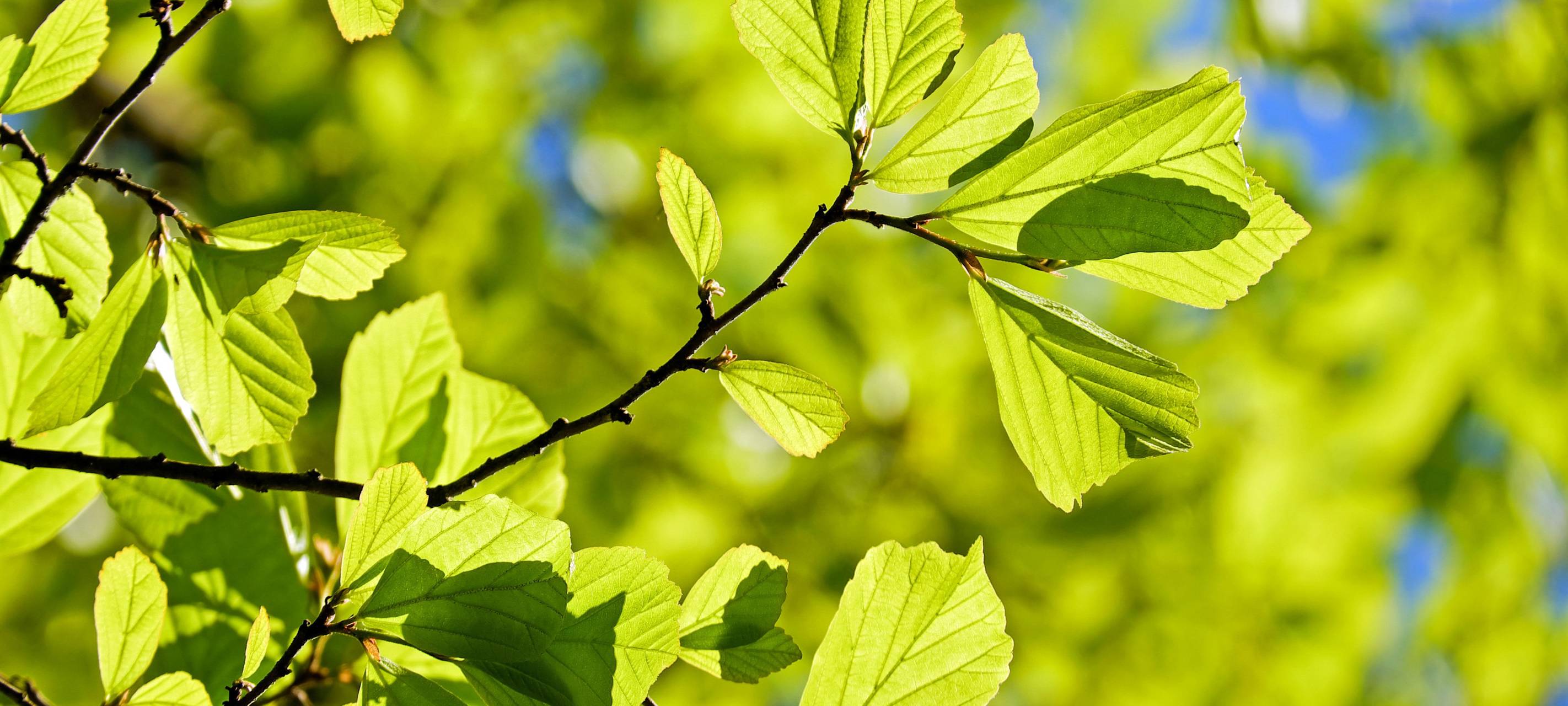 Neuer Baum-Parcours in Leverkusen