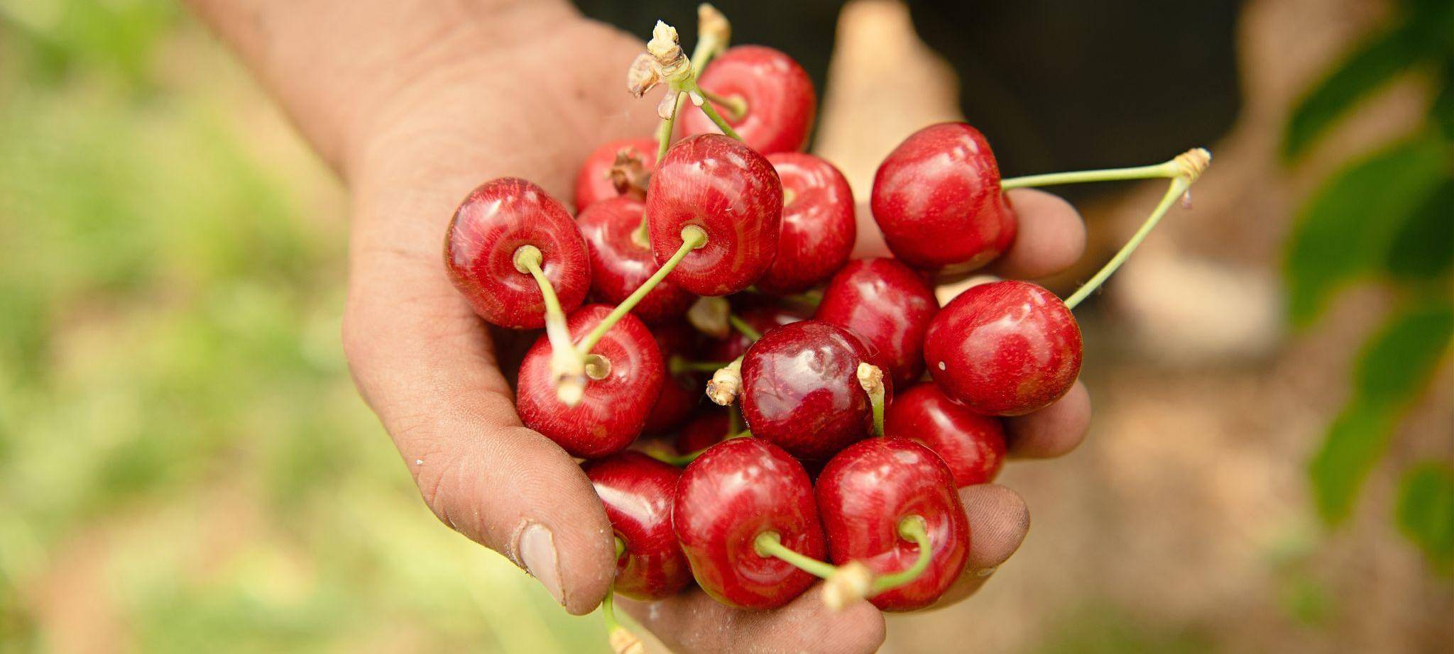 Ein Obstbauer hält reife Kirschen in der Hand