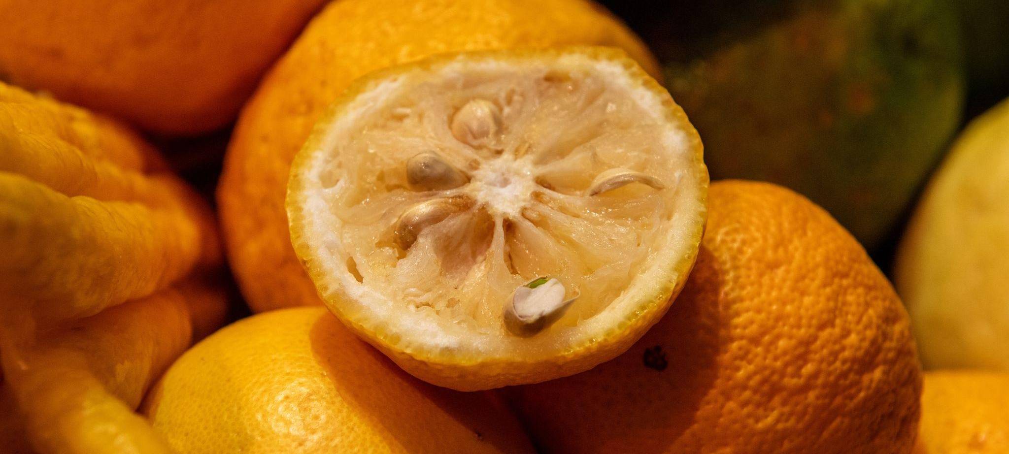 Eine Yuzu (Citrus junos) liegt auf weiteren Zitrusfrüchten