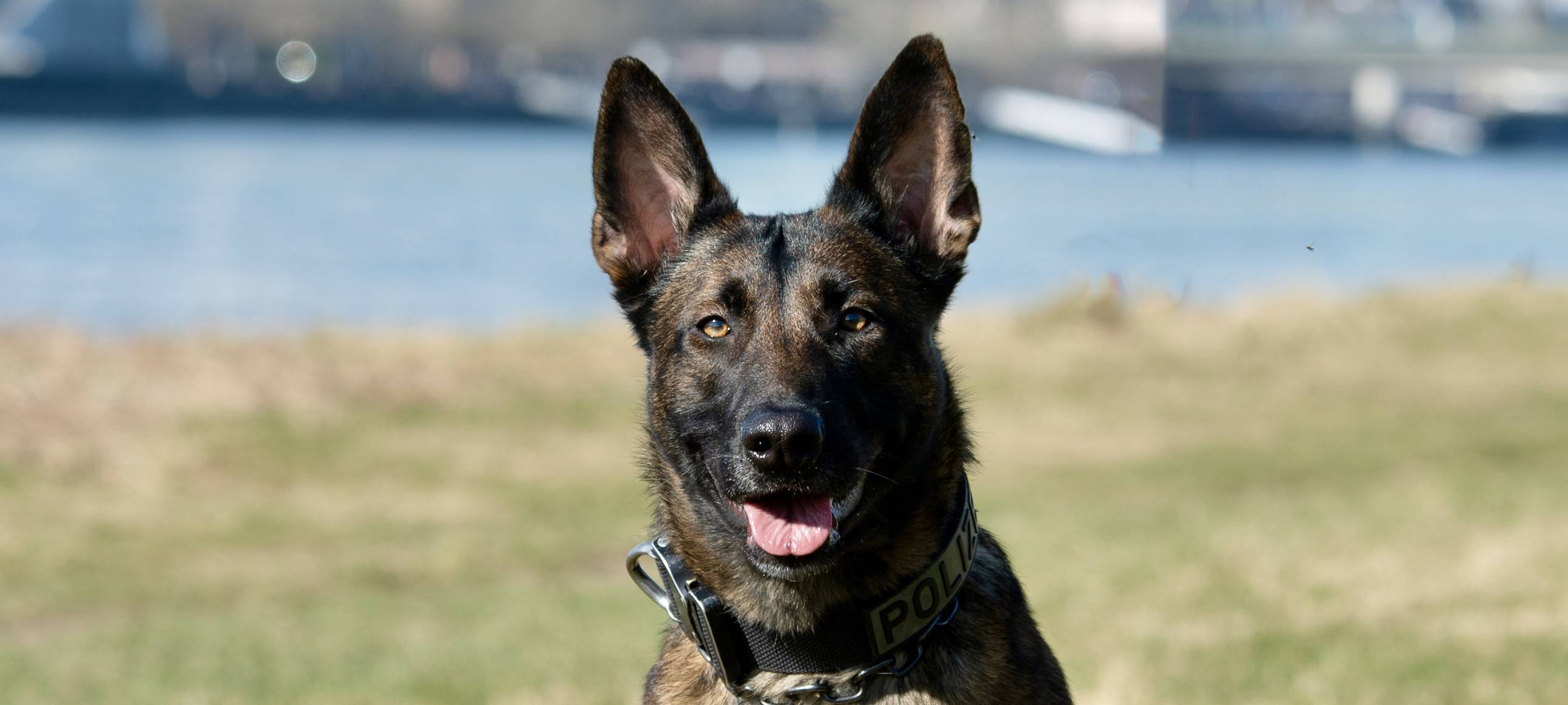 Leverkusen: Polizeihund Ciri schnappt mutmaßliche Einbrecher