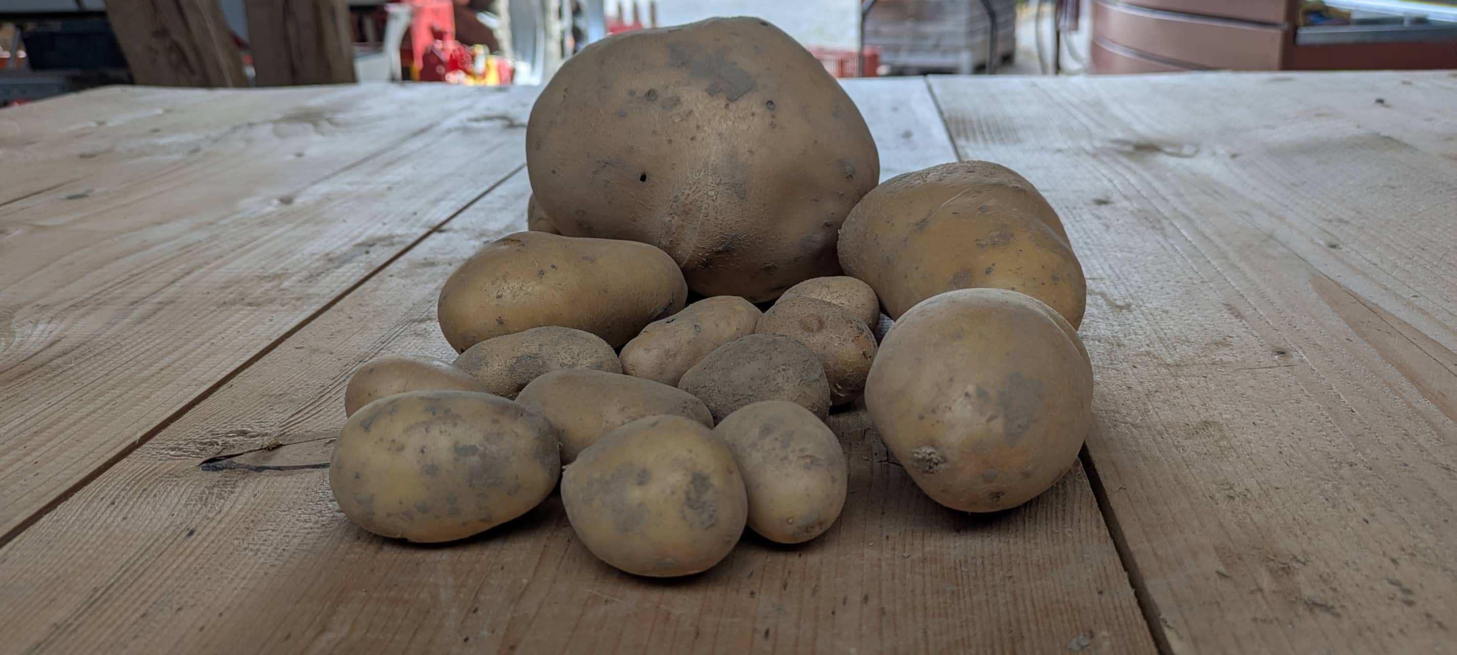Kartoffelernte 2026: Weniger Kartoffeln auch in Leverkusen