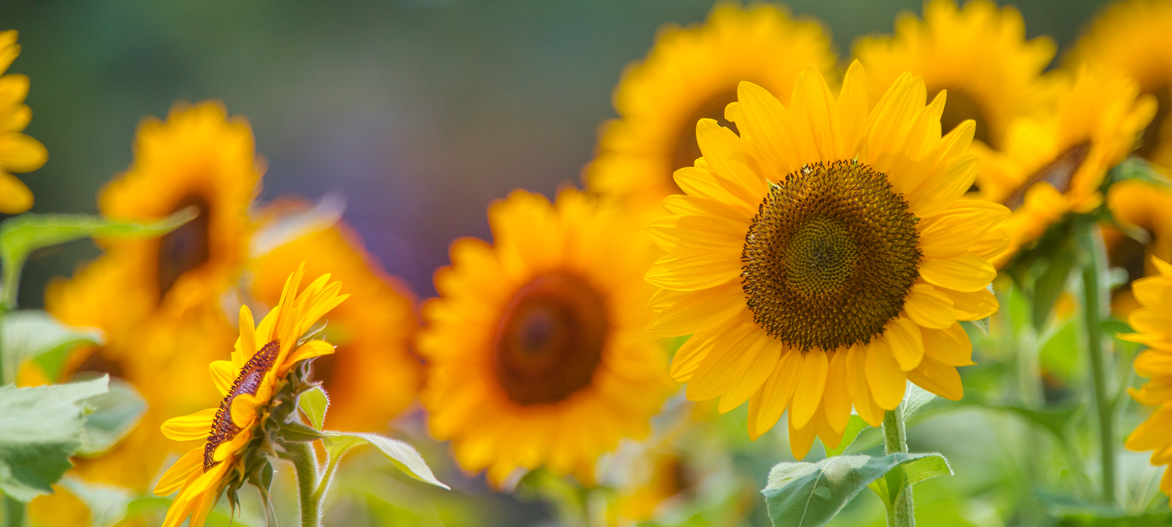 Tipps für August 2019