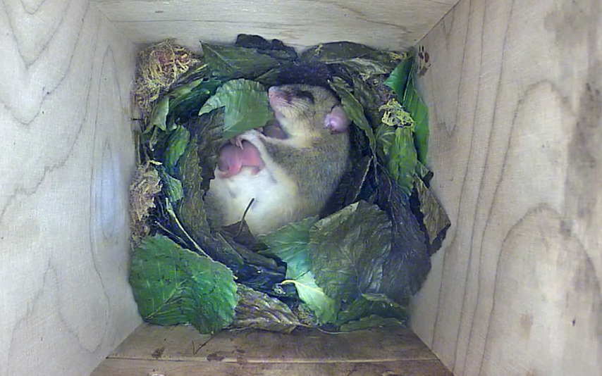 Babys im Siebenschläfer-TV des NABU - Radio Leverkusen