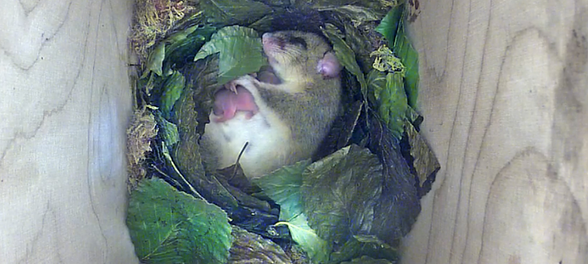 Babys im Siebenschläfer-TV des NABU