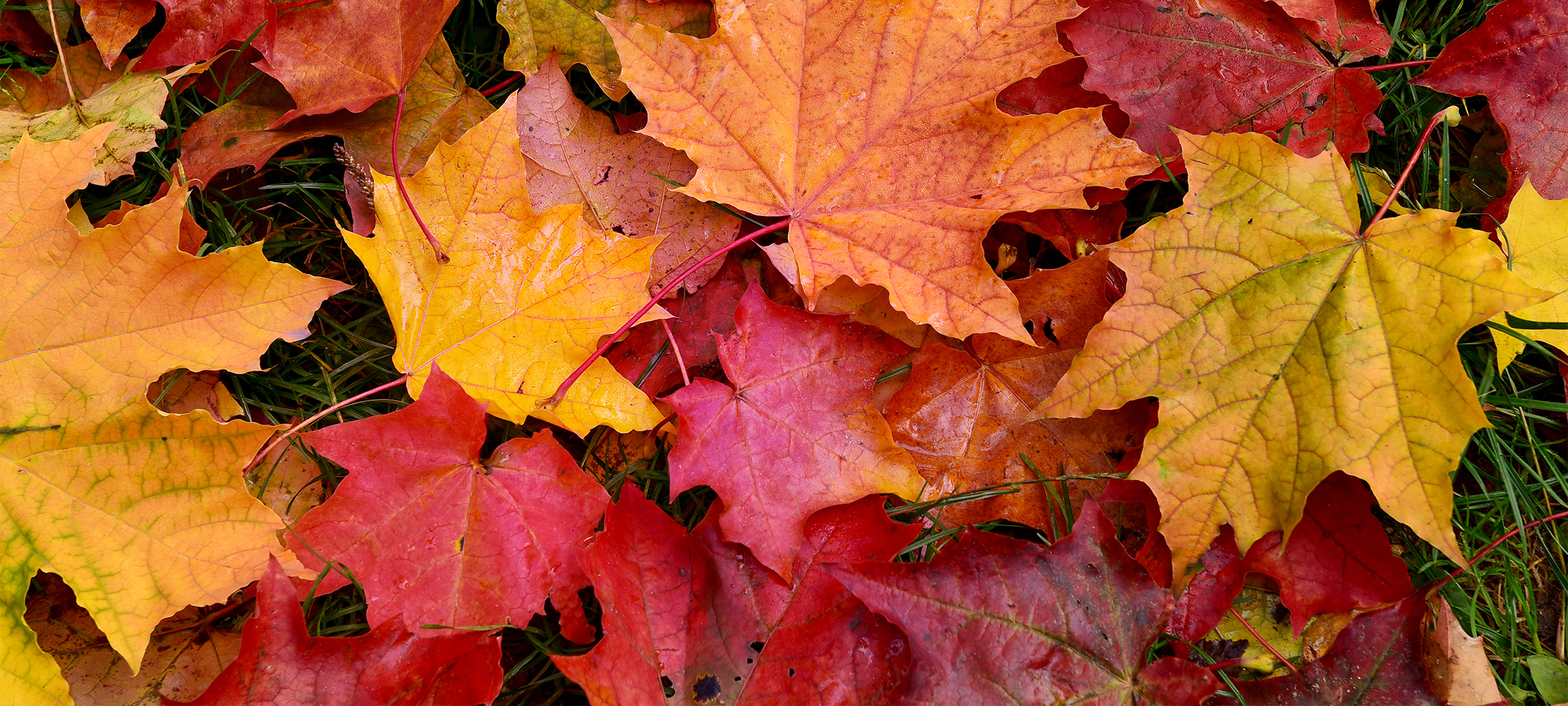 Kreative Ferienangebote: So wird der Herbst in Leverkusen