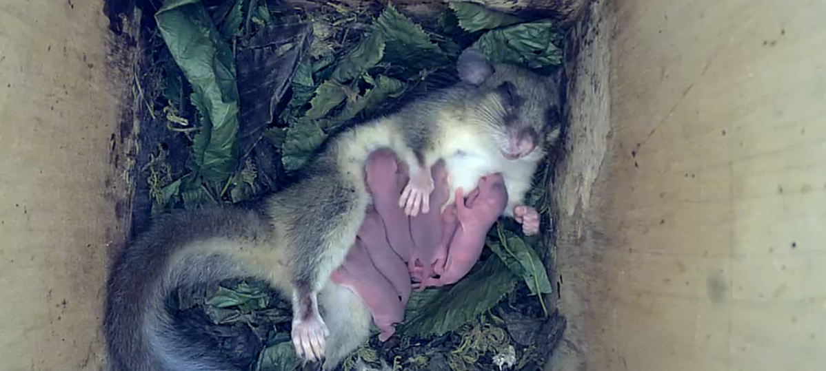 Internet-Stars: Siebenschläfer-Babys in Leverkusen geboren