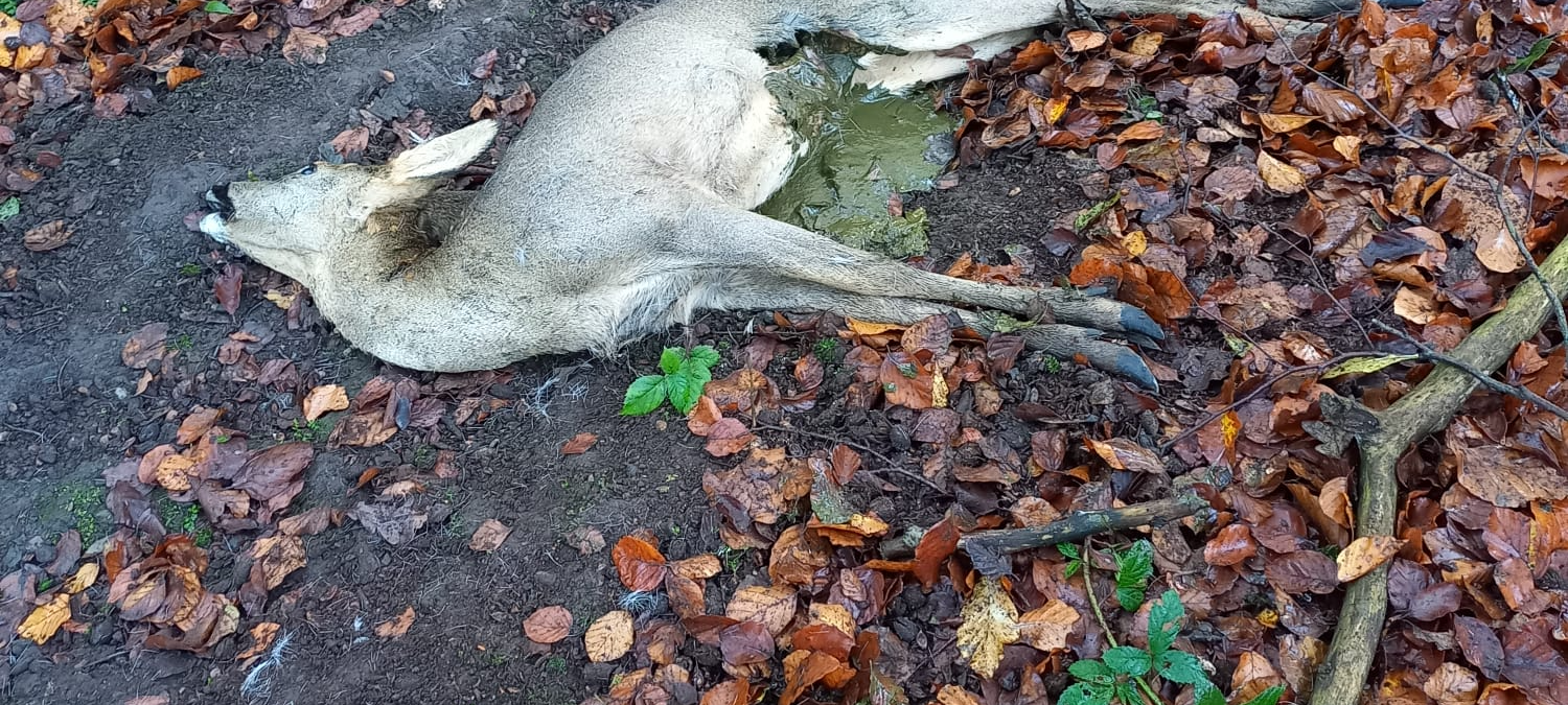 Hunde an die Leine: Leverkusener Jägerschaft schlägt Alarm