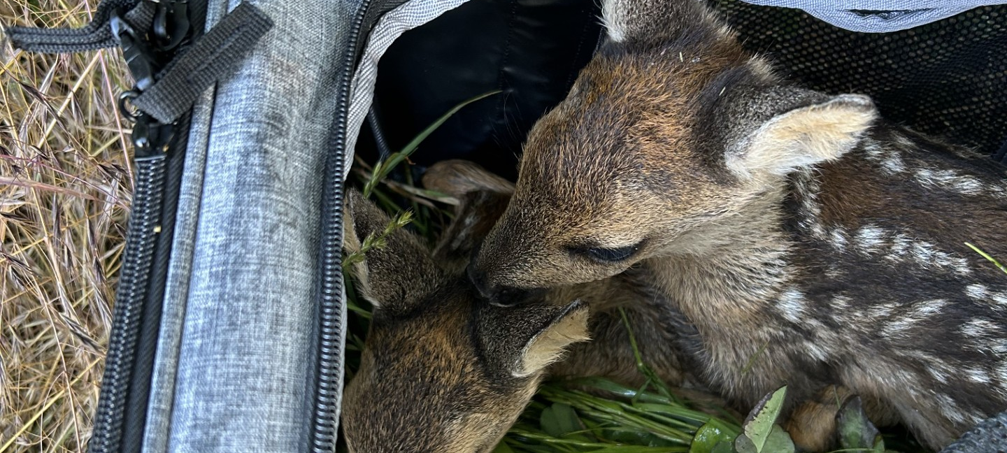Übung zur Rehkitzrettung in Leverkusen